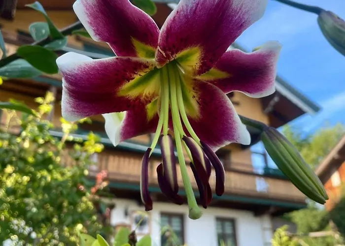 Hitscherhof - Abart *